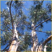 Eucalyptus