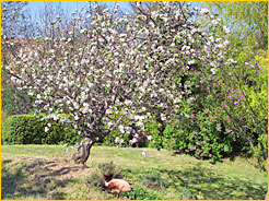 printemps